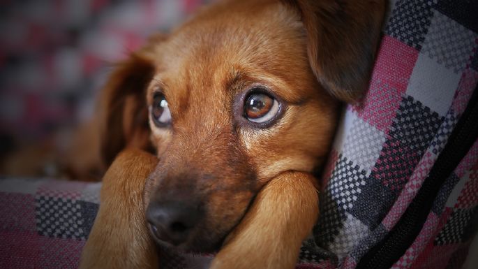 NatGeo transmitirá música para calmar a tus perritos en fiestas navideñas