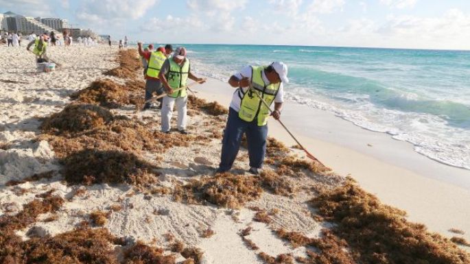 Sargazo, el alga que el calentamiento global deja en las playas