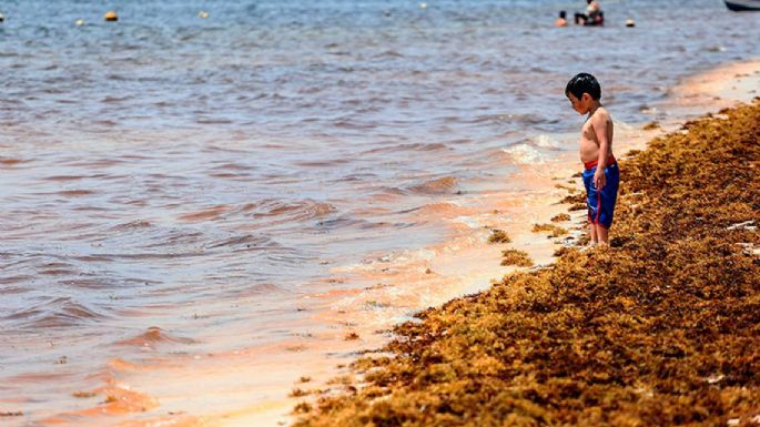 Sargazo, el alga que el calentamiento global deja en las playas