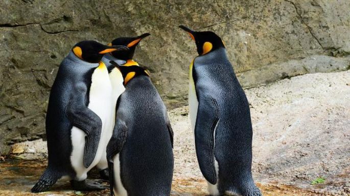 Hallan a pingüino del tamaño de un humano