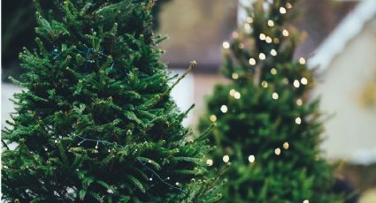 ¿Es mejor un árbol natural o uno artificial para festejar la Navidad?