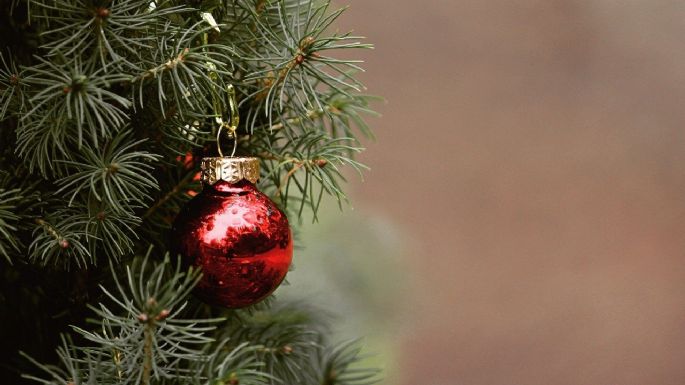 ¿Preparando el árbol de Navidad? consigue el tuyo en estos bosques cerca de CDMX