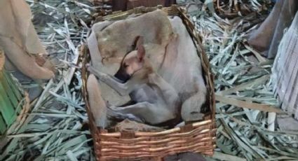 Perrito se hace viral por dormir en nacimiento y terminan adoptándolo (FOTOS)