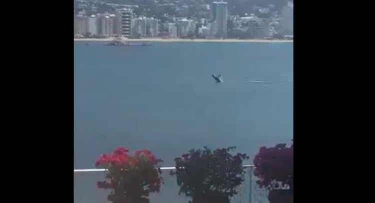 Por playas vacías, ballenas llegan a Acapulco: VIDEO