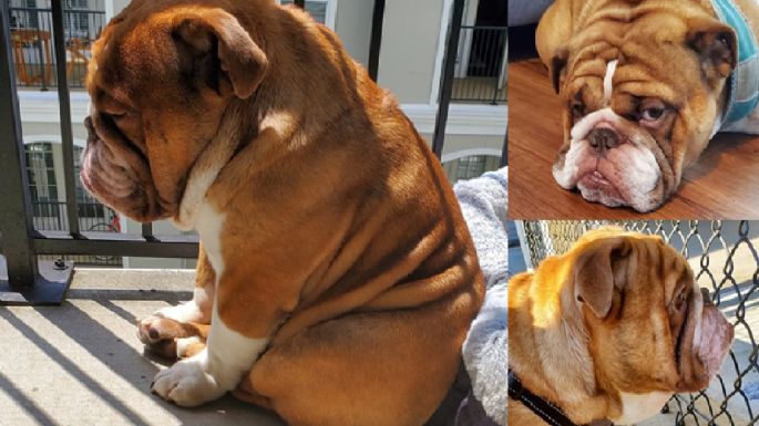 VIRAL: Big Poppa el perrito que sufre depresión por cuarentena