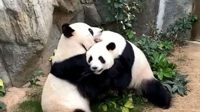 Pandas se aparean por primera vez gracias a que el zoológico por fin esta vacío