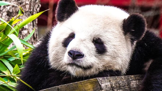 Pandas se aparean por primera vez gracias a que el zoológico por fin esta vacío
