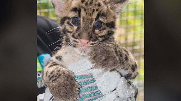 Zoológico de Miami presenta crías de leopardo en extinción