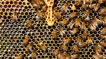 Día mundial de las abejas: todo lo que desaparecería si se extinguen