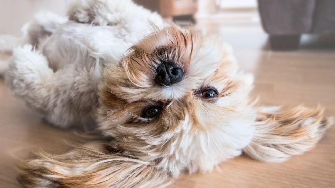 Regresa al trabajo: prepara a tu perro para quedarse de nuevo solo en casa