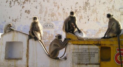 Monos roban sangre con Covid-19 de laboratorio en India
