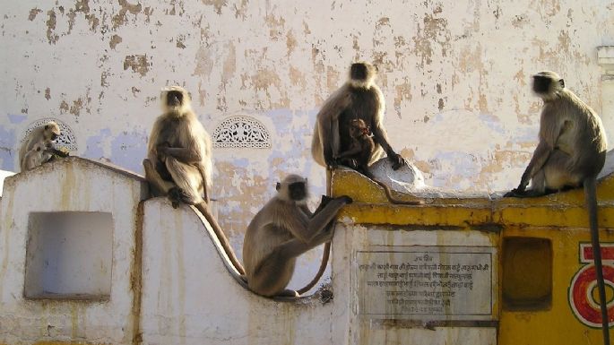 Monos roban sangre con Covid-19 de laboratorio en India