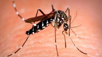 Alerta por Mosquito Tigre capaz de transmitir 22 tipos de virus: ¿por qué es peligroso?