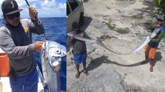 ¿Qué pasa cuando aparece el pez remo?: Encontraron uno en Cozumel