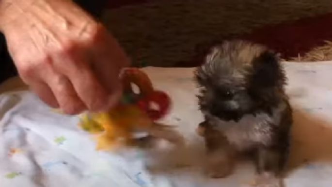 Así es 'Tyson' el perro más pequeño del mundo: VIDEO