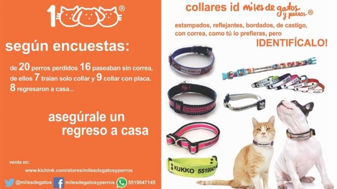 Así puedes prevenir que tu mascota se pierda