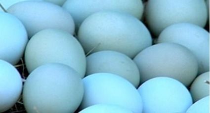 Huevos Azules: Denuncian maltrato animal en granjas de gallinas de México