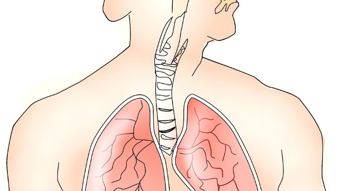 ¿Cual es la función del sistema respiratorio en el cuerpo? ¿Por qué es importante?