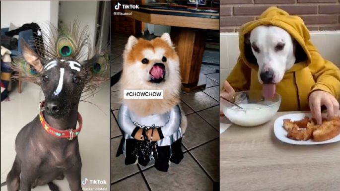 TikTok: Usuarios comparten los mejores disfraces de sus mascotas