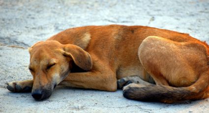 Requisitos para adoptar perros callejeros en la CDMX