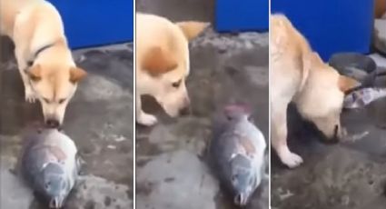 Perrito intenta salvar peces fuera del agua (VIDEO)