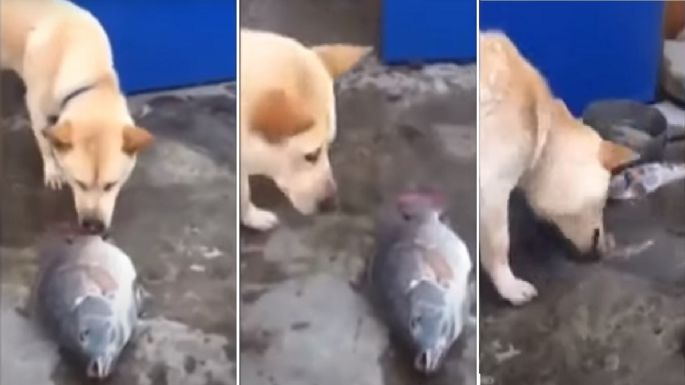 Perrito intenta salvar peces fuera del agua (VIDEO)