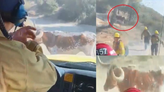 Toro persigue a bomberos en plena carretera: VIDEO VIRAL