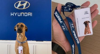 Perrito encuentra trabajo en Hyundai Brasil, esta es la historia