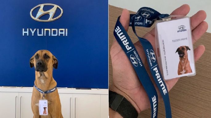 Perrito encuentra trabajo en Hyundai Brasil, esta es la historia