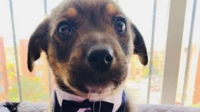Vicente, la historia del perrito plantado en su adopción tiene final feliz