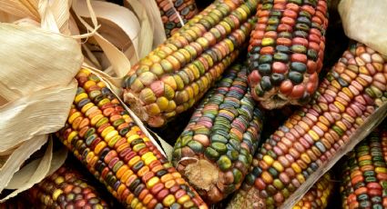 Senado reconoce la importancia del maíz en la cultura mexicana