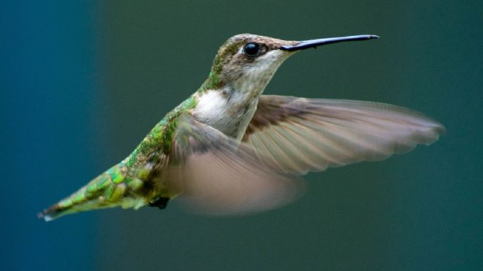 ¿Qué plantas puedes tener para alimentar a los colibríes?