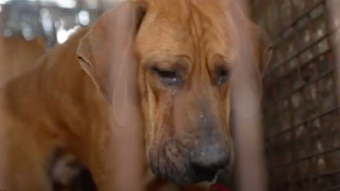 VIDEO VIRAL: Perrito llora al ser rescatado de una jaula en un mercado