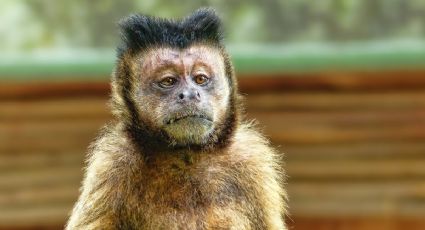 Virus del Mono B: ¿Qué es y cómo se contagia este "NUEVO" VIRUS?