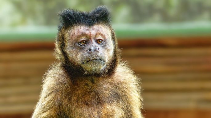 Virus del Mono B: ¿Qué es y cómo se contagia este "NUEVO" VIRUS?