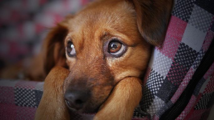 Día Internacional del perro callejero 2021: ¿ORIGEN y por qué se conmemora en México el 27 de julio?