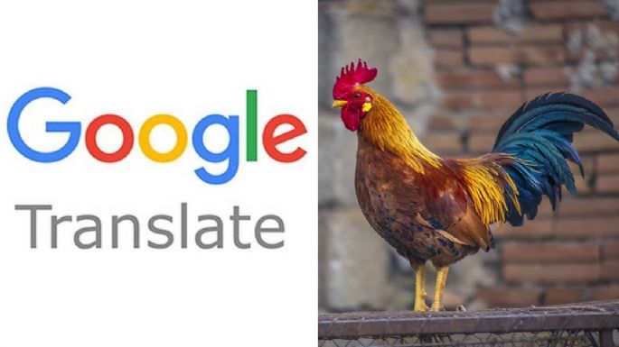 Así es el GRACIOSO sonido de la palabra "gallo" en el traductor de Google (VIDEO)