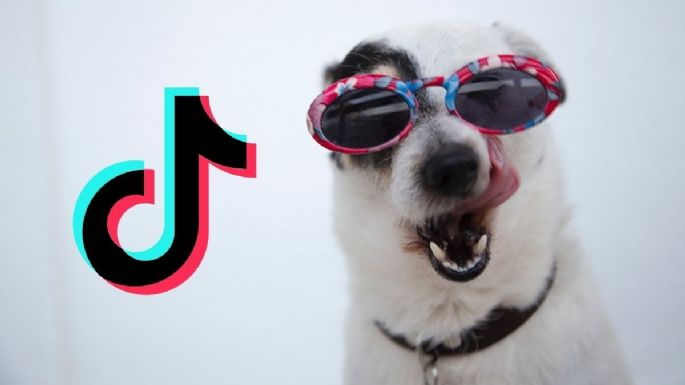 TikTok: Las mejores cuentas de perros para seguir en la app	