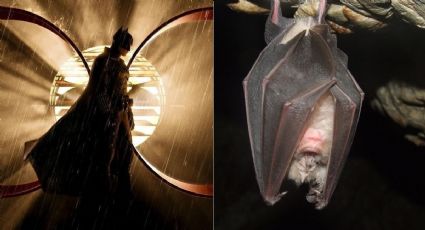 The Batman: Aparecen murciélagos REALES en un cine durante estreno de la película de DC (VIDEO)