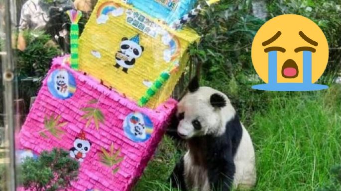 Adiós Shuan Shuan, muere panda del Zoológico de Chapultepec a un día de celebrar 35 años