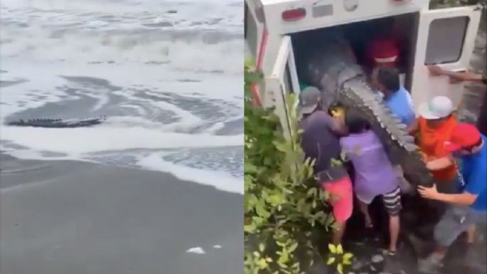 Reportan presencia de COCODRILOS en calles de Acapulco tras el paso del huracán John