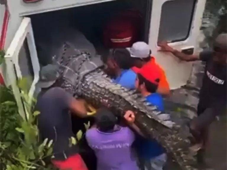 Cocodrilos en acapulco por el huracan john