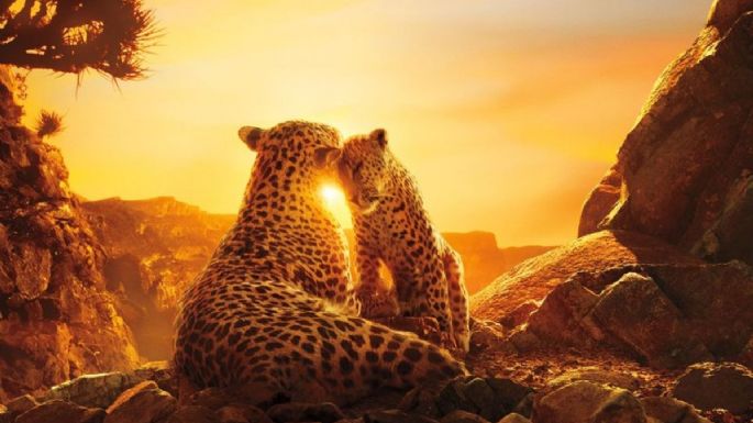 Documentales de animales en Netflix: 5 series para conmemorar el Día de la Tierra