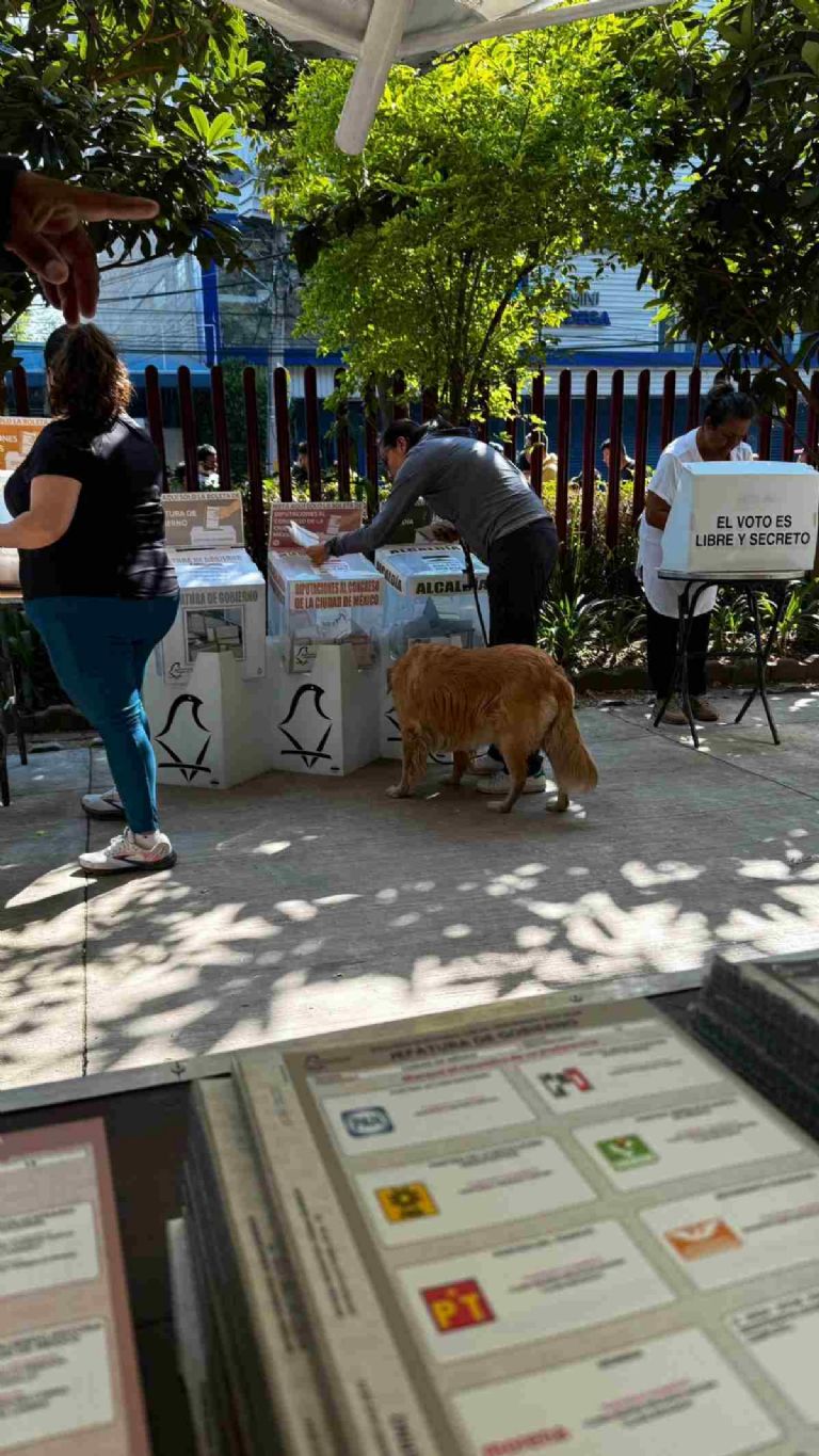Los perritos de México se hacen presentes en las elecciones