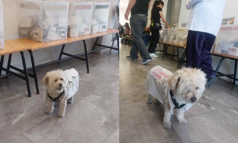 Los perritos llegan a las elecciones en México