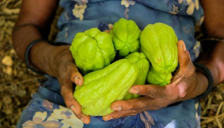 Dónde es más barato el Chayote hoy 26 de junio en México 