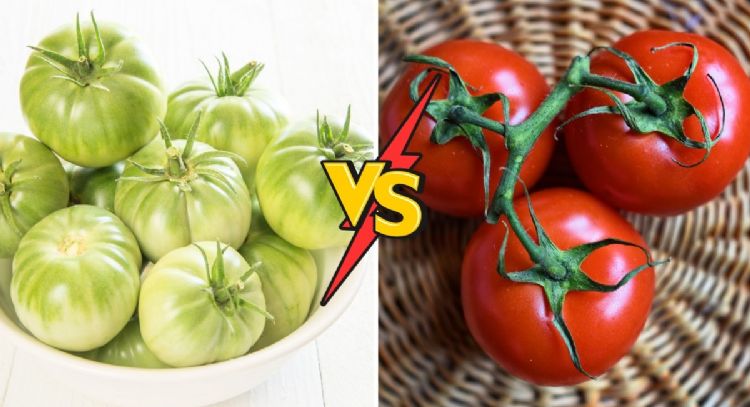 ¿Jitomate o tomate? Gente se pelea en redes por cómo se dice y esta es la forma correcta