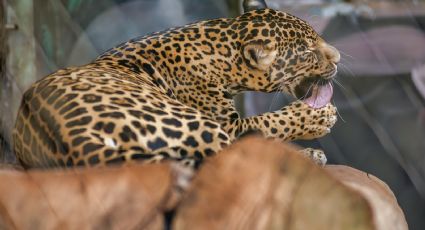 Confunden a gato gigante con leopardo en Tampico (FOTOS)