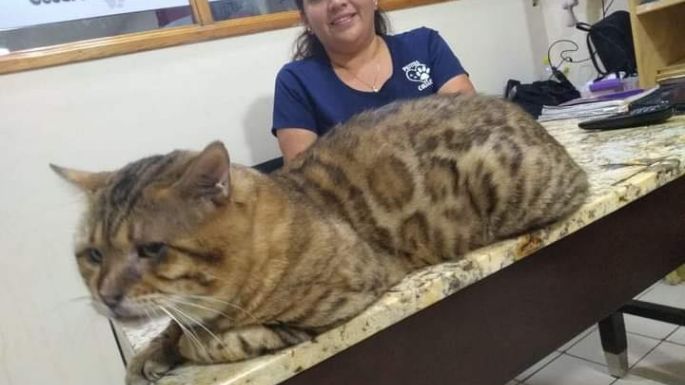 Confunden a gato gigante con leopardo en Tampico (FOTOS)
