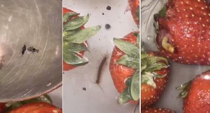 ¿Fresas con gusanos? Te explicamos qué ocurre en el vídeo viral de TikTok